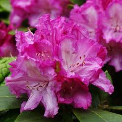 Rododendro yaku malva